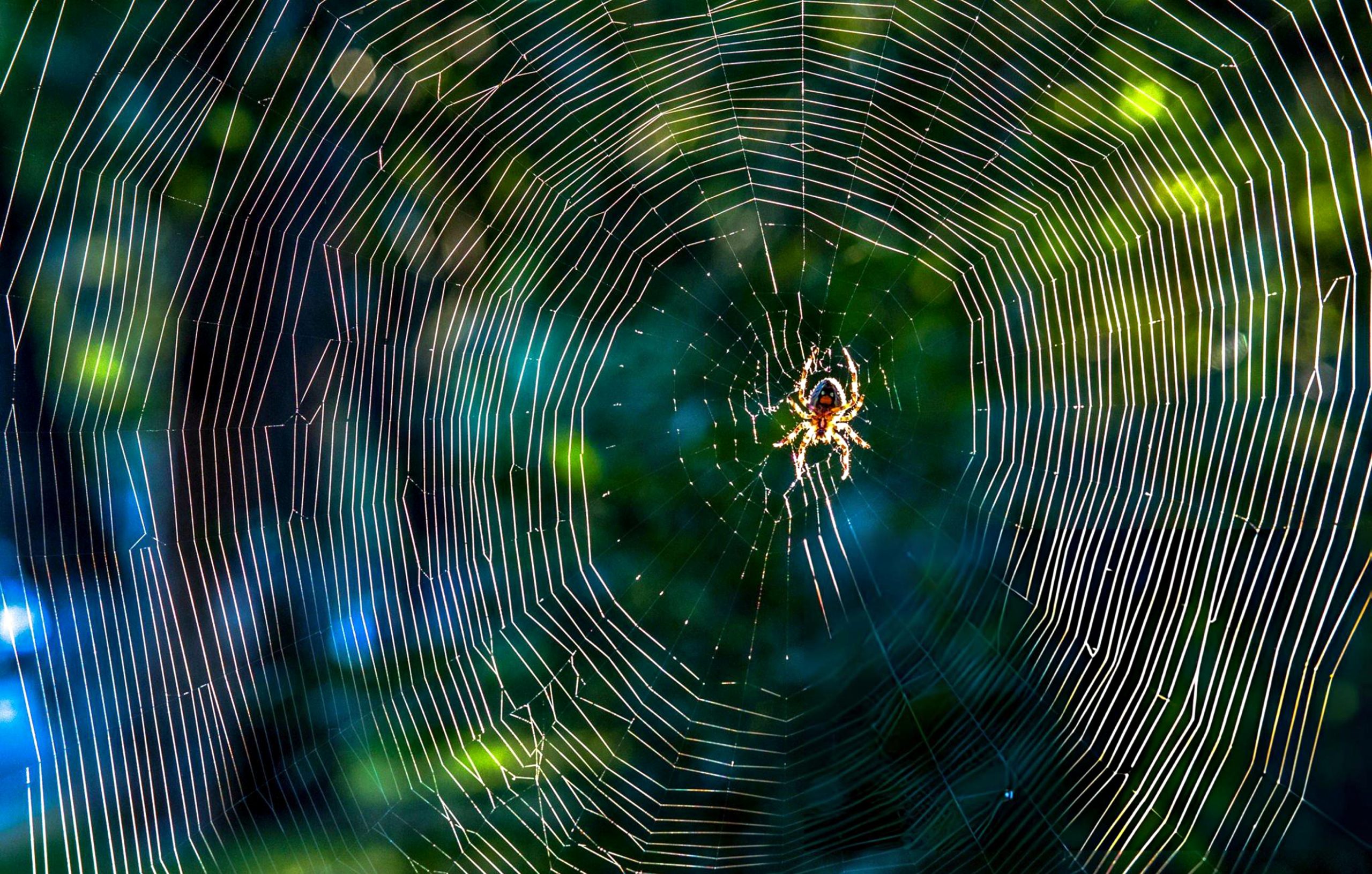 Spinnenphobie und Arachnophobie Leipzig Hypnose